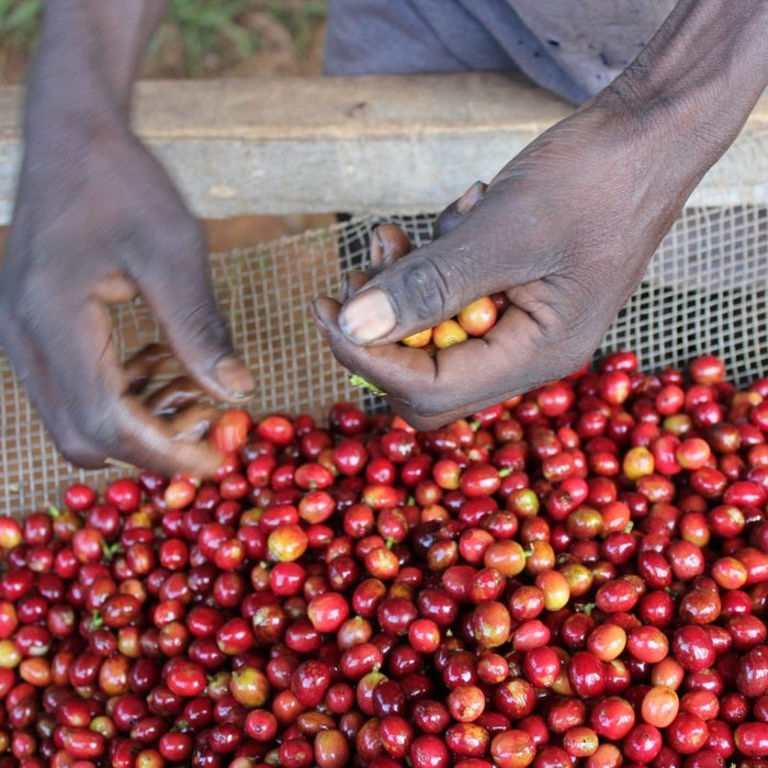 New Release | Masha, Burundi - Seven Seeds