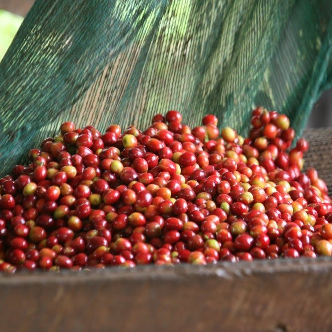 New Release | Nemba Intenso, Burundi - Seven Seeds