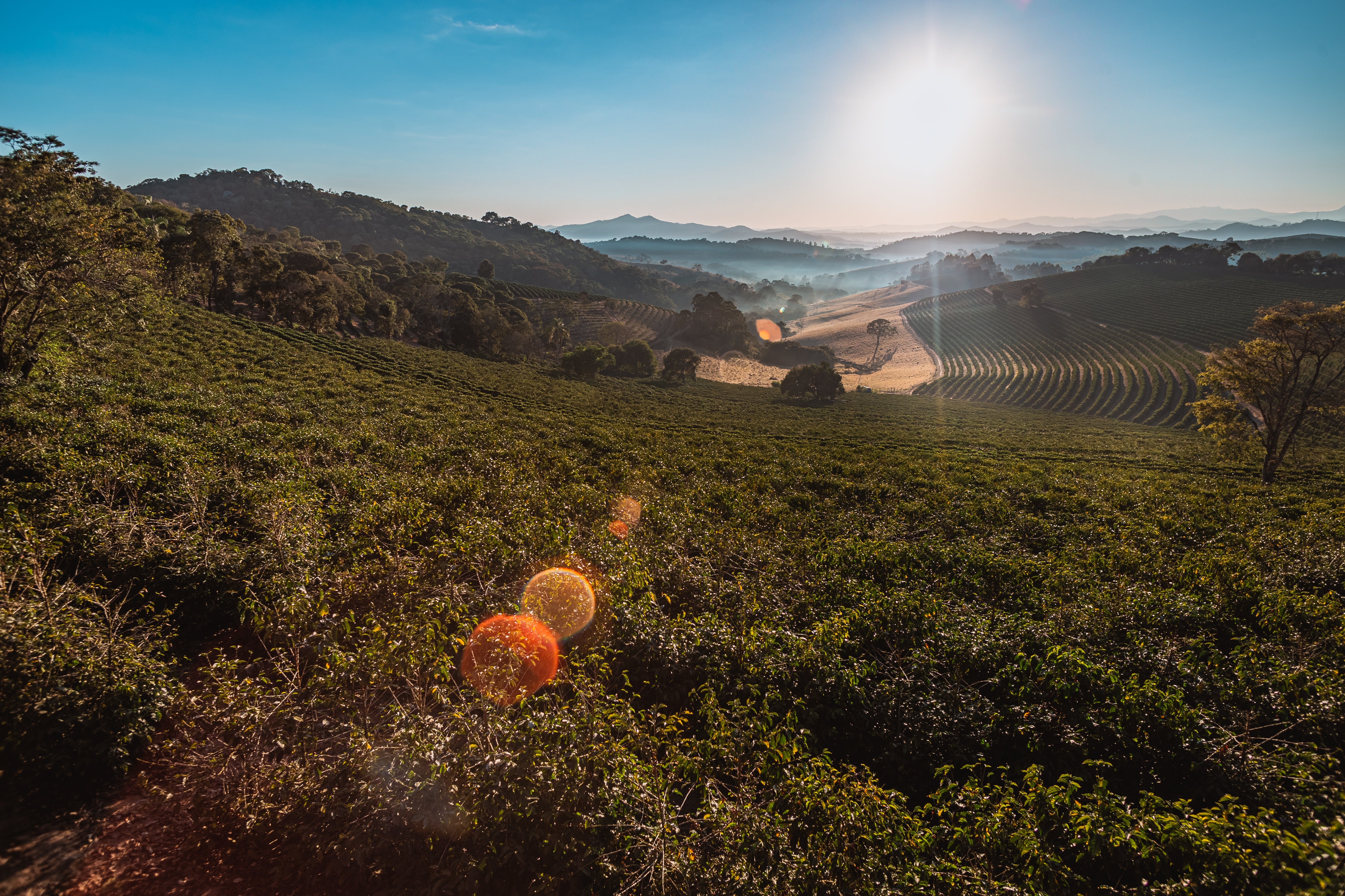 New Release | Santuario Sul Bourbon, Brazil