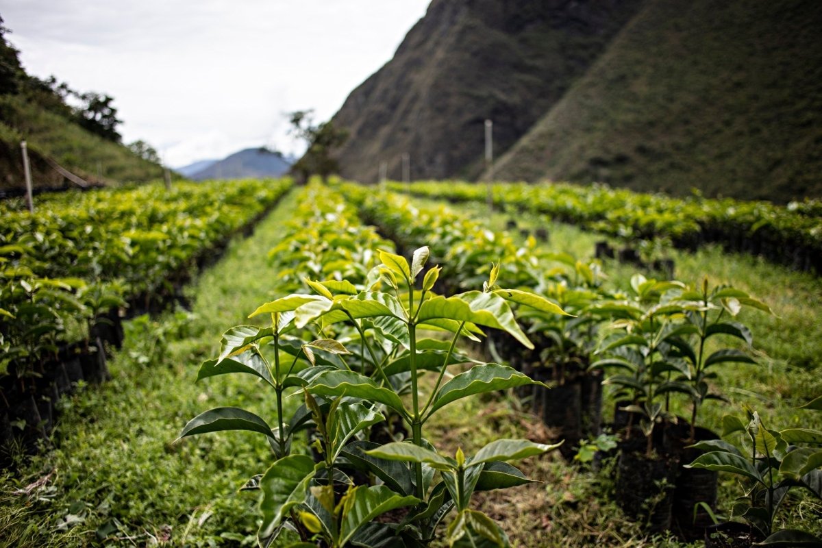 New Release | Finca Takesi, Bolivia - Seven Seeds