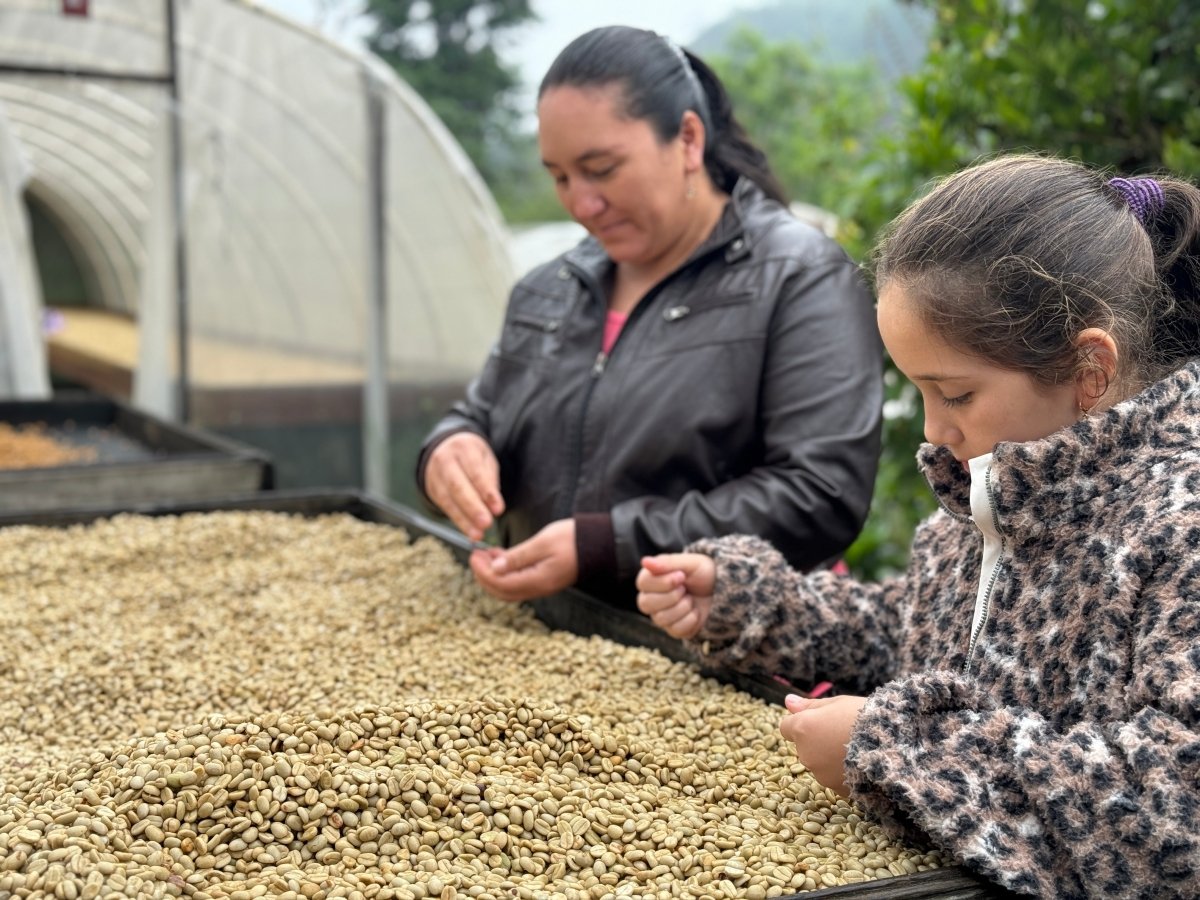 New Release | Maria Reyes, Honduras - Seven Seeds