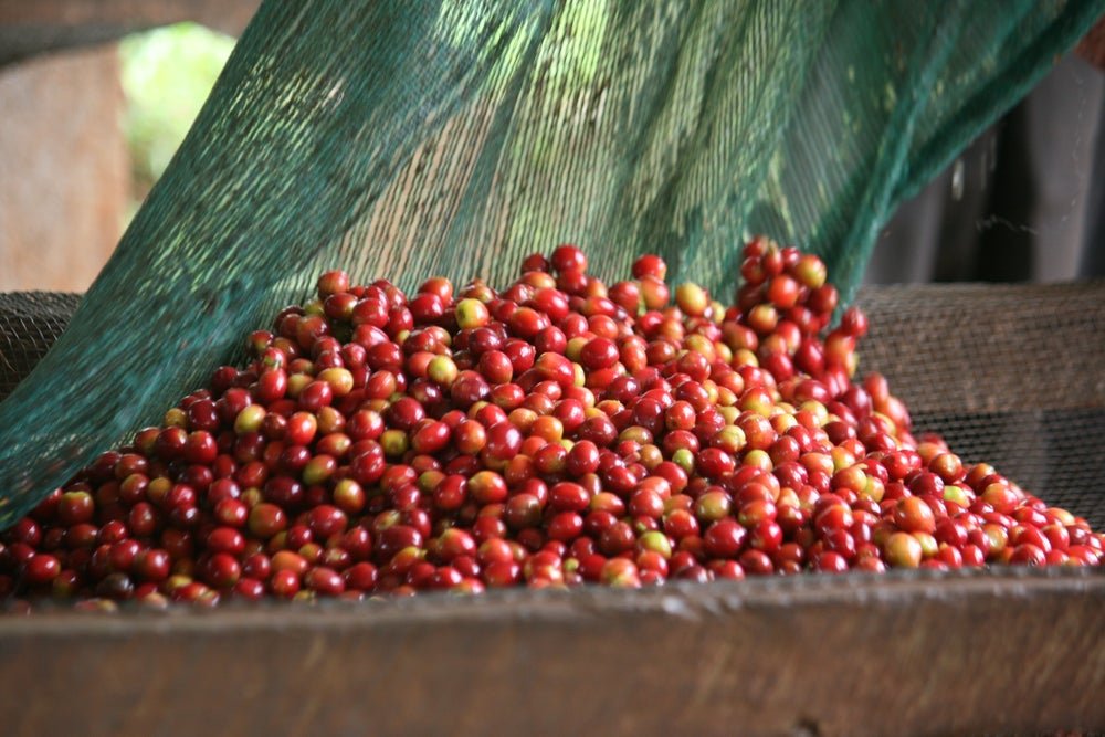 New Release | Nemba Intenso, Burundi - Seven Seeds