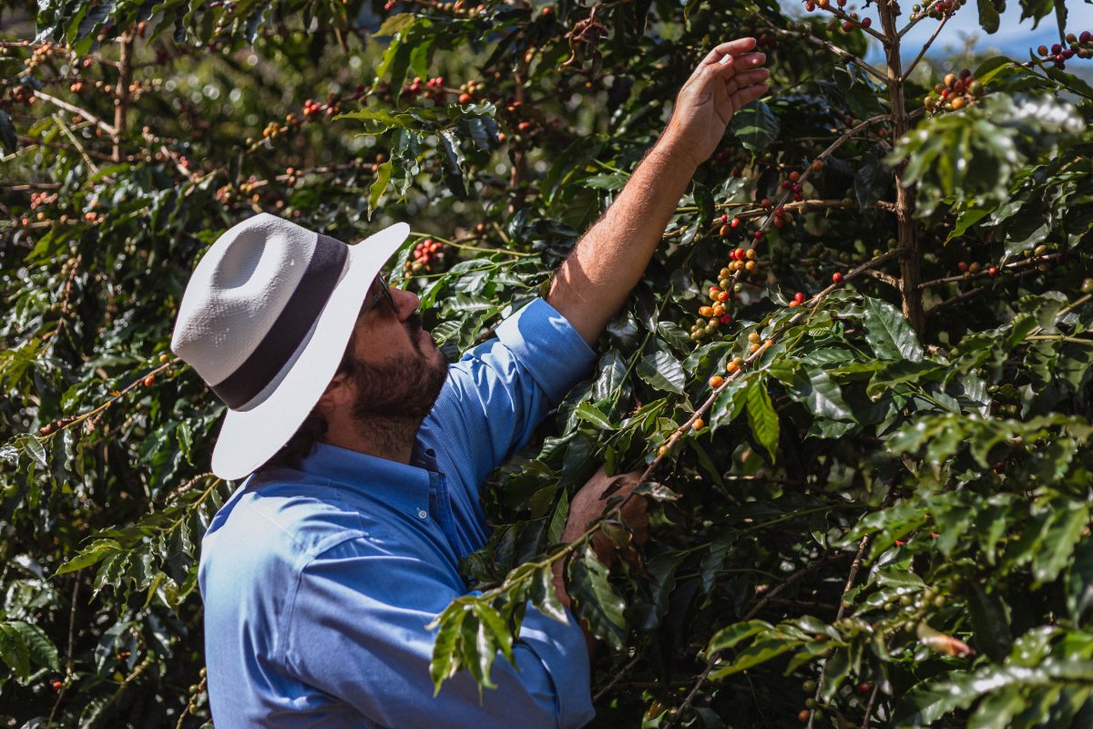New Release | Santuario Sul Geisha, Brazil - Seven Seeds