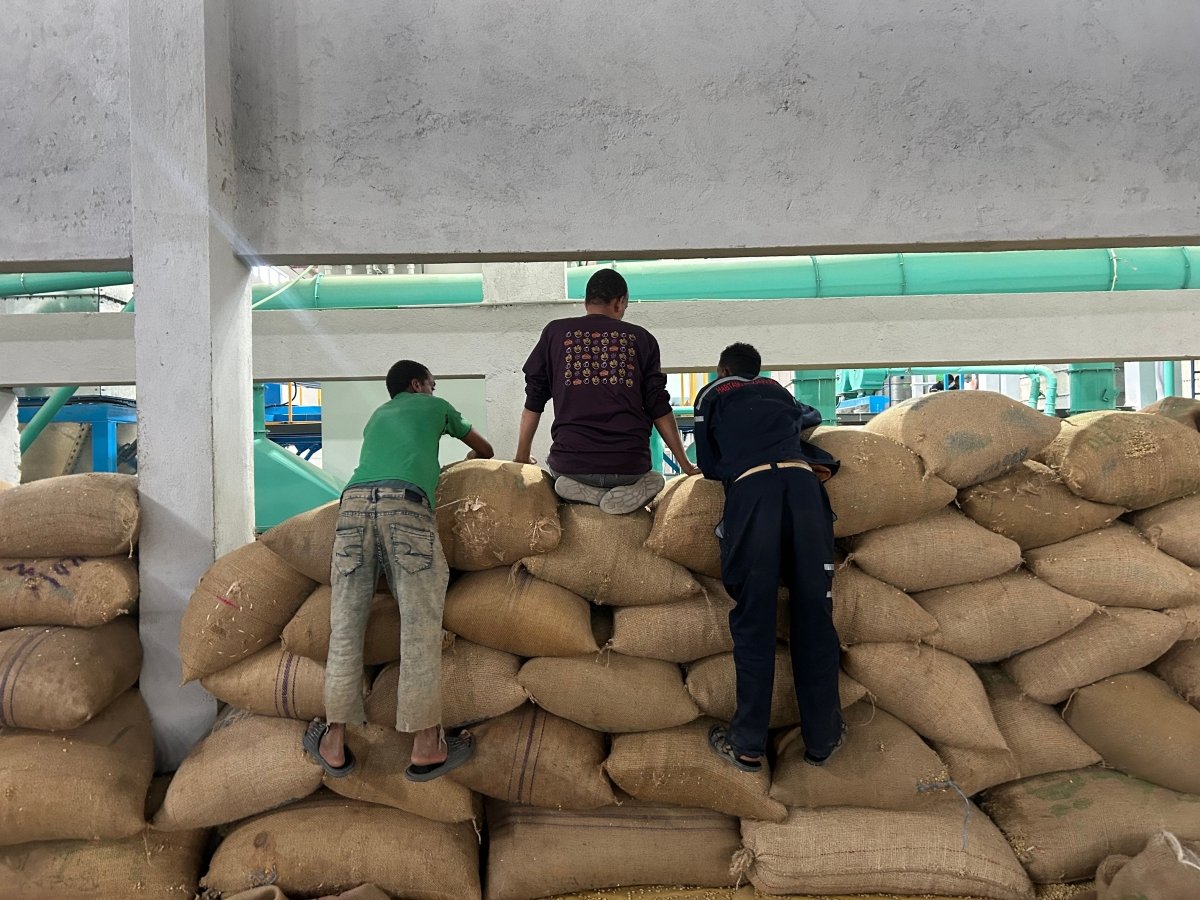 New Release | Tadesse Yonka, Ethiopia - Seven Seeds