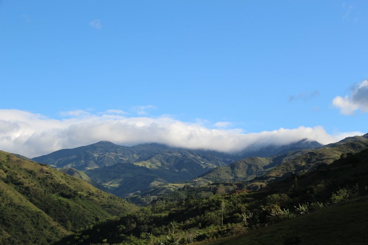 New Release | Taita, Colombia - Seven Seeds