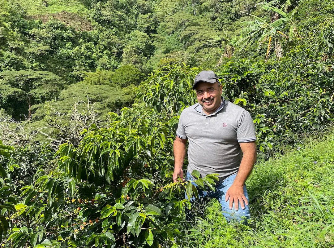 New Release | Willyan Zambrano, Colombia - Seven Seeds